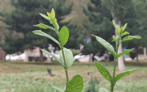 職業經理人的三大職業轉換期